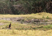Black Ballie Bustard Amboseli Kenya